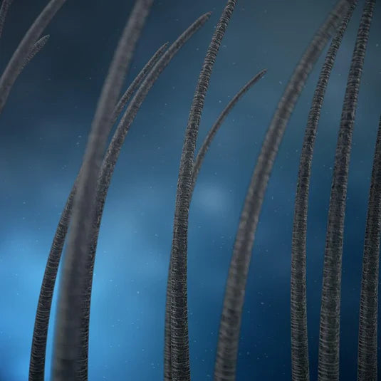 🚀 Reverse™ | سيروم نمو الشعر