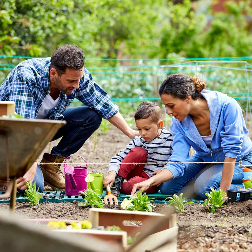 بذور الحديقة الملونة